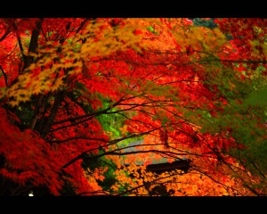 金剛輪寺の鮮烈な紅葉1280×1024