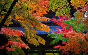 永源寺山門と紅葉1440×900