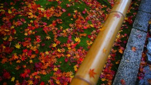 高桐院苔の上の散り紅葉1366×768