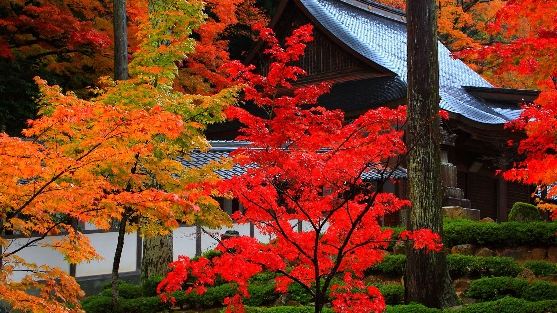 法堂手前の庭園の紅葉19 1080 日本の風景大型サイズ無料壁紙