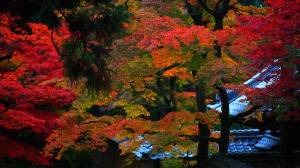 蓬莱庭近くの紅葉1600×900