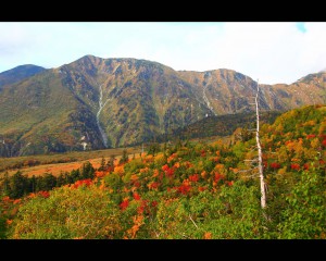 大日岳と弥陀ヶ原の紅葉1280×1024