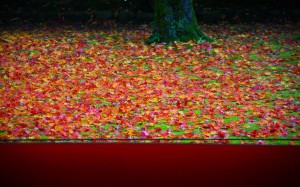 高桐院前庭の有名な散り紅葉1440×900