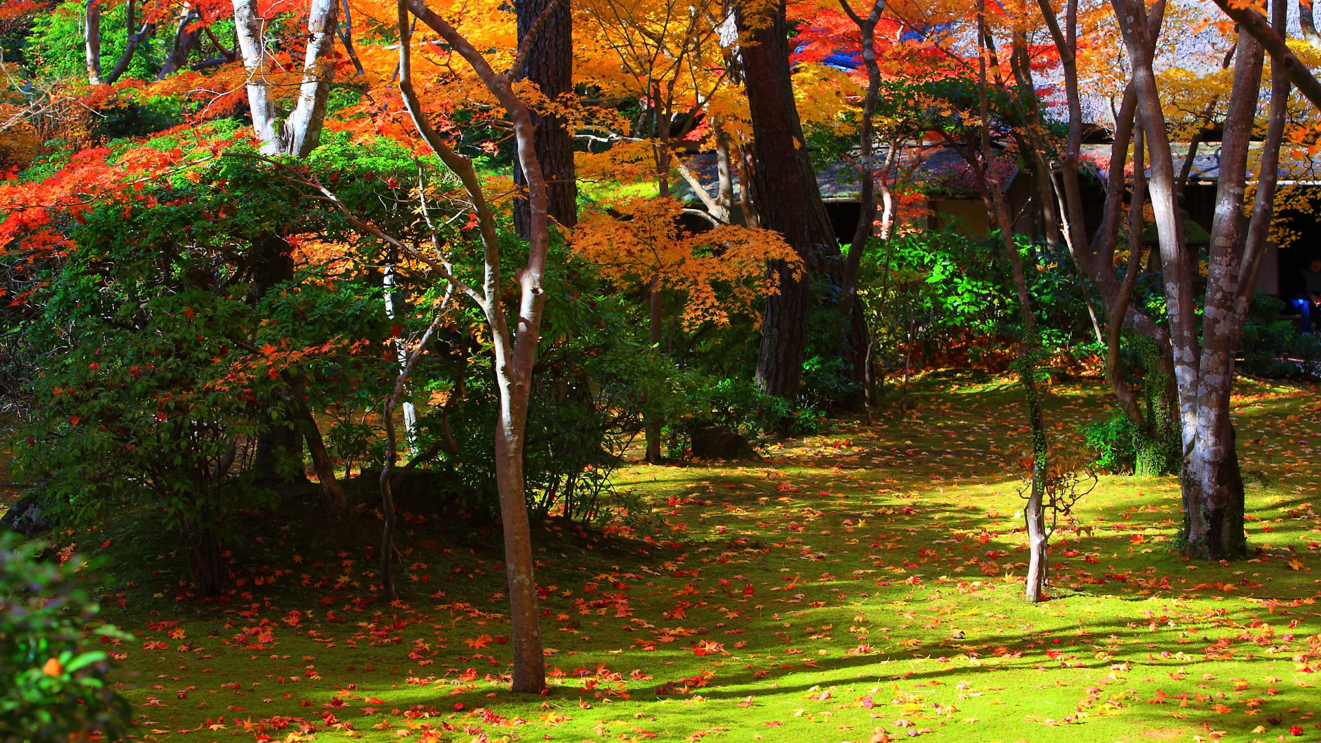 茶室滴水庵前の庭園19 1080 日本の風景大型サイズ無料壁紙