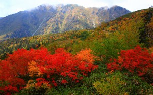 大日岳と鮮烈な紅葉1680×1050
