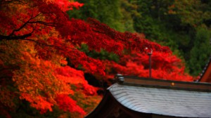 西明寺観林坊の屋根と紅葉1366×768
