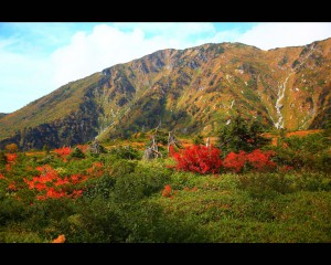 大日岳と有料道路脇の紅葉1280×1024