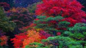 百済寺庭園本坊の紅葉1366×768