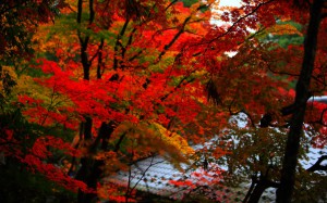 美しい紅葉と西明寺の屋根1440×900