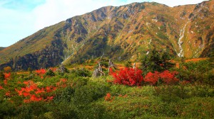 大日岳と有料道路脇の紅葉1600×900