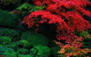 明寿院庭園江戸初期の紅葉1920×1200