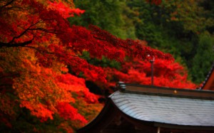 西明寺観林坊の屋根と紅葉1920×1200