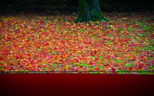 高桐院前庭の有名な散り紅葉1680×1050