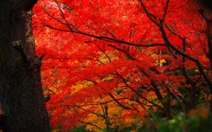 山荘庭園の真っ赤なもみじ1680×1050