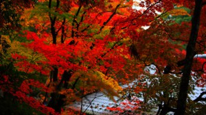 美しい紅葉と西明寺の屋根1366×768