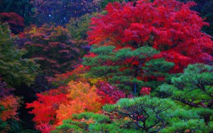 百済寺庭園本坊の紅葉1680×1050