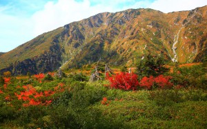 大日岳と有料道路脇の紅葉1680×1050