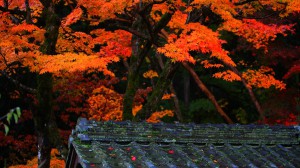 明寿院庭園入口の屋根と紅葉1366×768