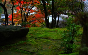 西明寺庭園とコケの緑1280×800