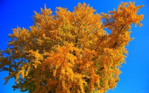 紅葉している銀杏の木1280×800