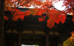 西明寺二天門と紅葉1440×900