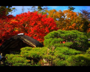 大河内山荘の松と紅葉1280×1024