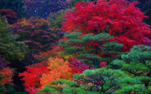 百済寺庭園本坊の紅葉1440×900