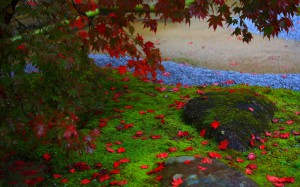 庭園の苔と紅葉1280×800