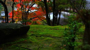 西明寺庭園とコケの緑1366×768