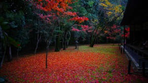高桐院本堂前庭散り紅葉横から1366×768