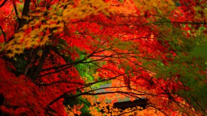 金剛輪寺の鮮烈な紅葉1366×768
