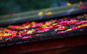 美しい屋根の上の散り紅葉1440×900