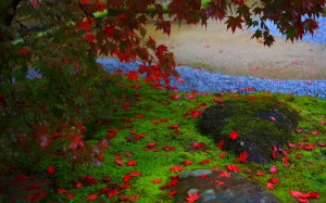 庭園の苔と紅葉1440×900