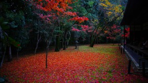 高桐院本堂前庭散り紅葉横から1600×900