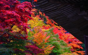 金剛輪寺本堂の屋根と紅葉1440×900