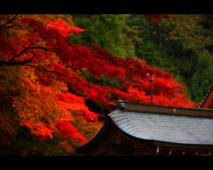 西明寺観林坊の屋根と紅葉1280×1024
