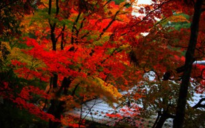 美しい紅葉と西明寺の屋根1280×800