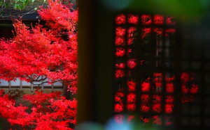 茶室の近くにあるドウダンツツジの紅葉1440×900