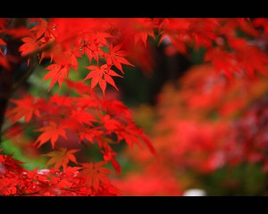 明寿院真っ赤なもみじの紅葉1280×1024