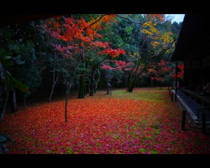高桐院本堂前庭散り紅葉横から1280×1024