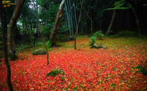 高桐院散り紅葉の真っ赤な絨毯1440×900