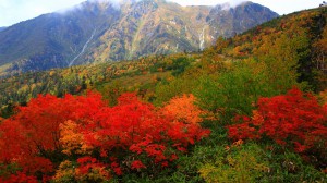 大日岳と鮮烈な紅葉1600×900