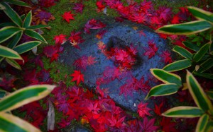 石の上に張り付いている真っ赤な紅葉1680×1050