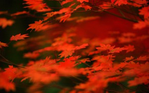 オレンジ色の紅葉1440×900