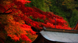 西明寺観林坊の屋根と紅葉1600×900