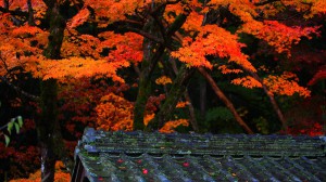 明寿院庭園入口の屋根と紅葉1600×900