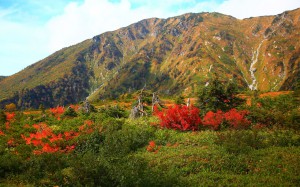 大日岳と有料道路脇の紅葉1280×800