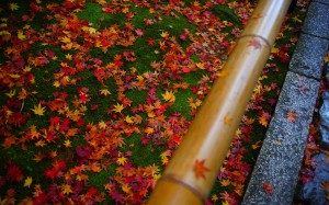 高桐院苔の上の散り紅葉1920×1200