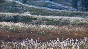 縞模様になっているすすきの草原1920×1080