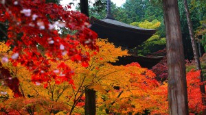 紅葉に囲まれた金剛輪寺三重塔1600×900